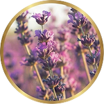 Lavender Essential Oil